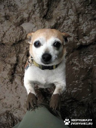 ����������� :)