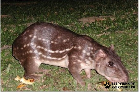 ���� (Cuniculus paca)