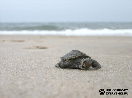 ��������� ������� :) (3 ����)