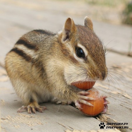 ����������� ���������� :)