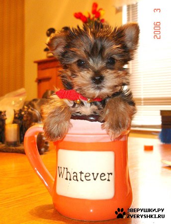 ����������! ;)