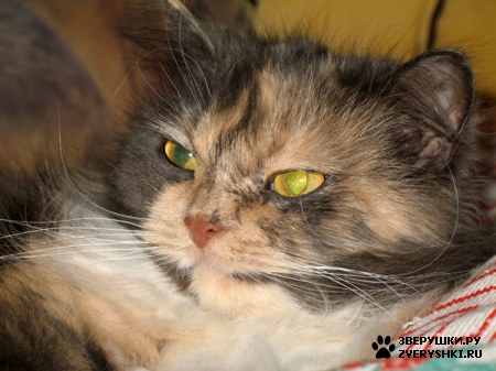 ������� �� ����� ����� (17 ����������)