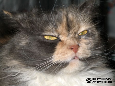 ������� �� ����� ����� (17 ����������)