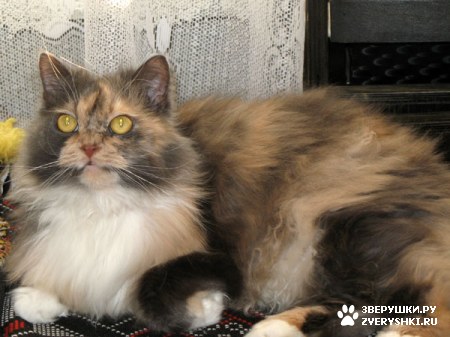 ������� �� ����� ����� (17 ����������)