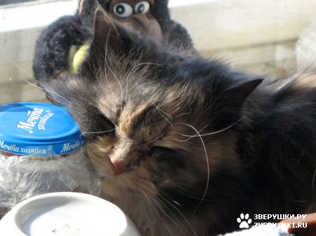 ������� �� ����� ����� (17 ����������)