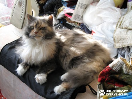 ������� �� ����� ����� (17 ����������)