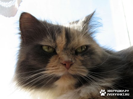 ������� �� ����� ����� (17 ����������)