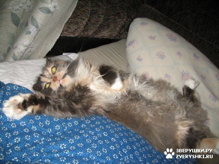 ������� �� ����� ����� (17 ����������)