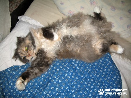 ������� �� ����� ����� (17 ����������)