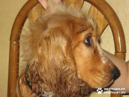 �������� - ��� �����...