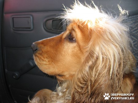 �������� � ��������� :)