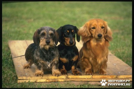 ��� ��������� :)