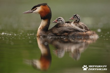 ����� ������ ����! :)