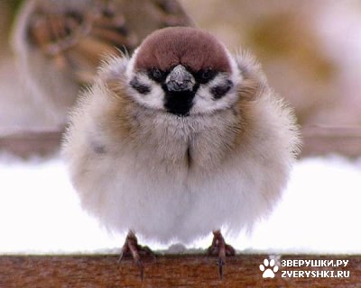 ��� ���� �������! :)