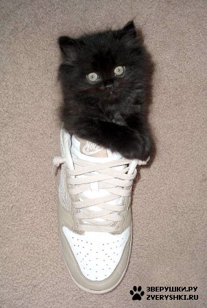 ���������� :)