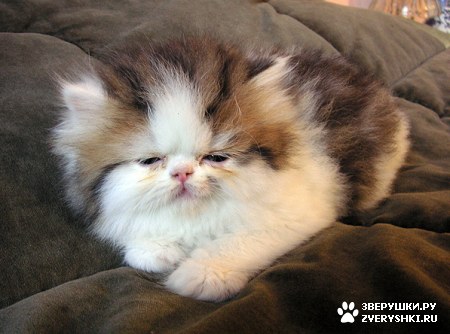 ����������� ���� ���������� � ������� ��������! :)