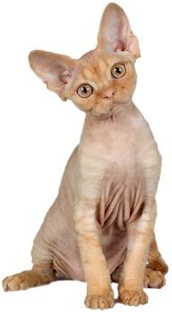 ������: �����-����