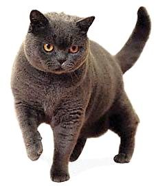 Порода: Британская короткошерстная кошка