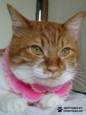 ������ ��� ������� :) ( 50 ����)