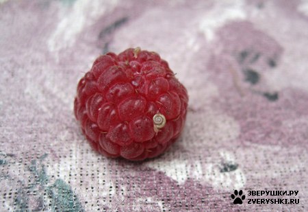 ������� ������ ;)