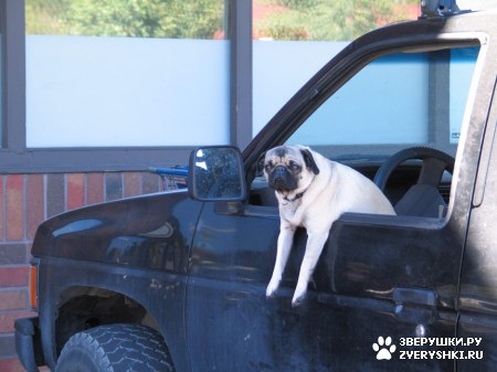 ��������� �������� ;)