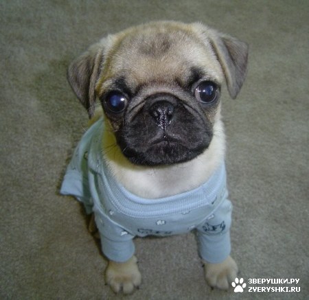 ������� ��� ������� ������!