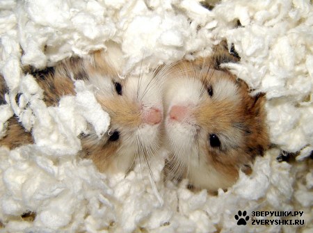 ���������� ;)