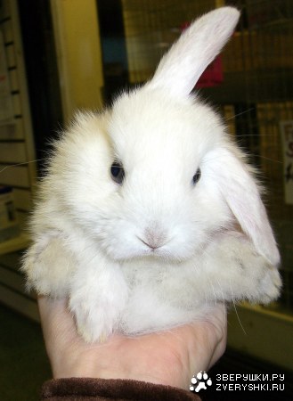 �������������� �������� :)