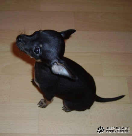 � ��� ������...