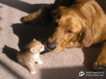 �������� ��������� :)