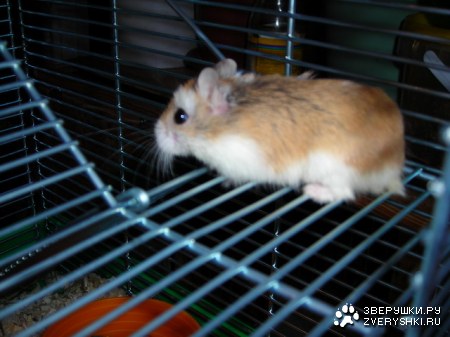 ��������� ������� :)