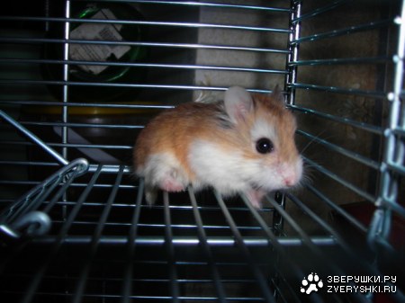 ��������� ������� :)