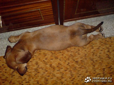 ����� �������