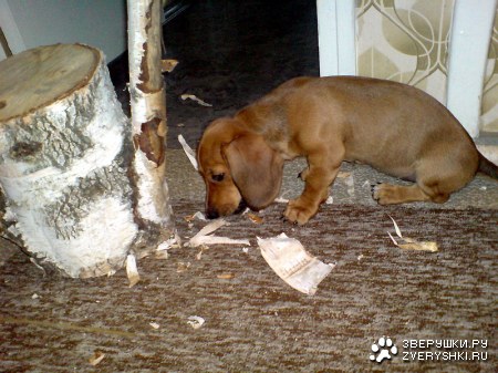 ����� �������