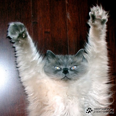 ��� �������? ;)