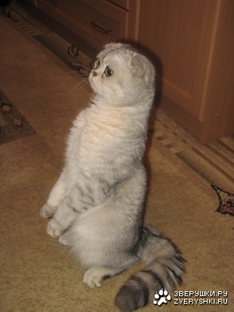 ������ :)