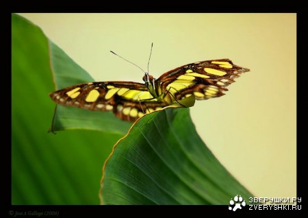 ����������� ������ Jose A Gallego (13 ����)