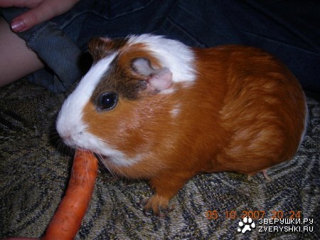 ������ ���� :)