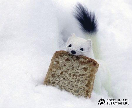 ������ ���� ;)