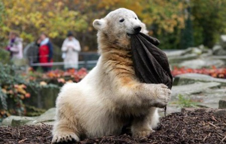 ���������� ����