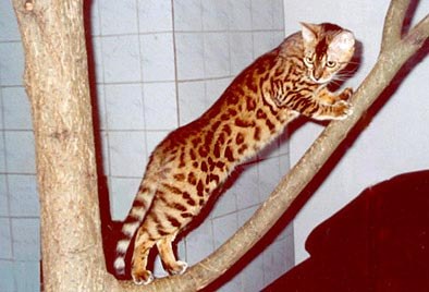 ������: ����������� �����