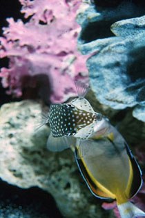 �������� �������� ��� ������� ��� � ��������