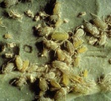 "����������-���������" ��������� ����