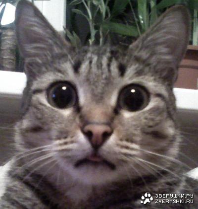 ���, ��������? ��� ��� ���? :)