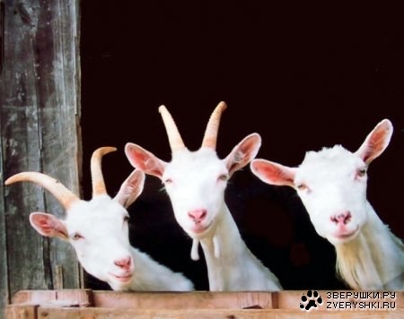 ����� ������ �������� :) (9 ����)