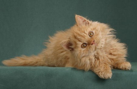 ����� ������� :)