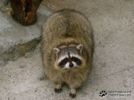 ����� �� ����������� �������� (7 ����)