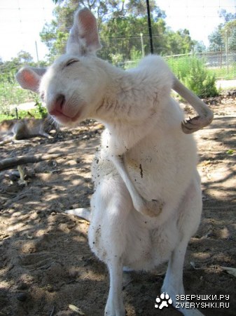 ���������� ������ ������� :) (4 ����)