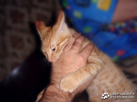 �������� :)