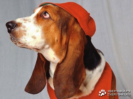 35 �������� ������� ������ ���������� :)